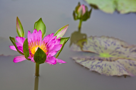 莲花盛开或池塘里的水中百合花开