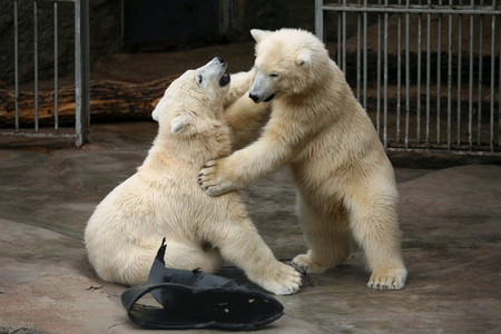 两个北极熊幼仔