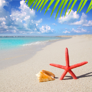 沙滩海星和白色的沙滩上的贝壳