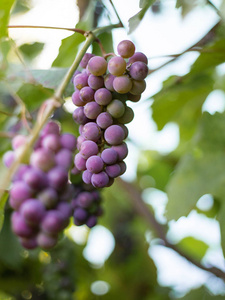 葡萄藤上成熟红葡萄酒束的特写收获