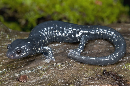 有斑点的黑色蝾螈，坐在长满苔藓的日志