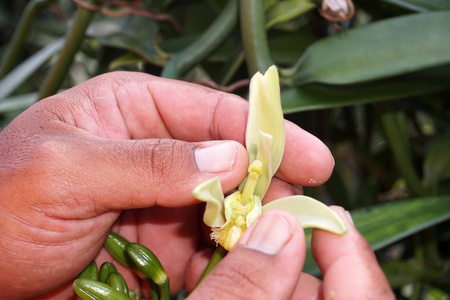 vanille 在法国波利尼西亚的最大的种植在世界上
