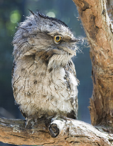 来自澳大利亚的黄褐色 frogmouth