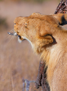 狮子 猫科狮子座 挠她的头