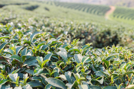 乌龙茶茶农场