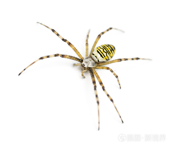 黄蜂蜘蛛,argiope bruennichi,白色背景