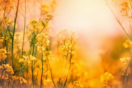 黄色草甸花