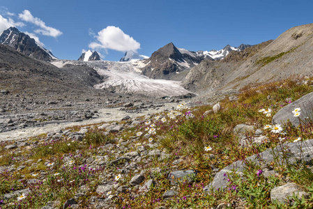 美丽的风景与冰川, 河, 尖雪山山顶和花 camomiles 在前景反对蓝色天空