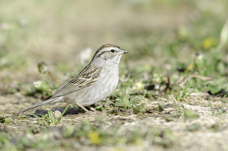 切斯派洛Spizella Passerina