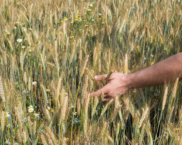 男性手捧麦子小穗在阳光明媚的日子, 新的作物