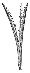 Anthoceros 是 hornwort 植物的一个属, 它显示成熟的分裂胶囊, 复古线画或雕刻插图