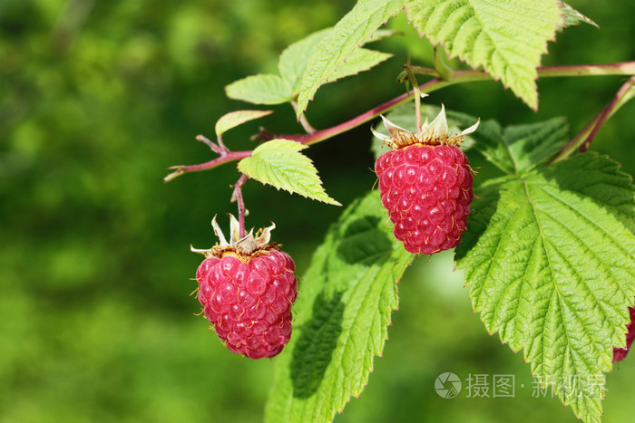 树莓在树枝上