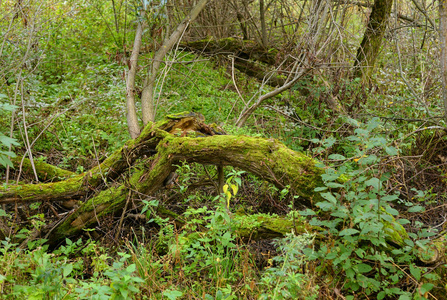 俄罗斯 Kotlin 岛落叶林中的倒下的树木