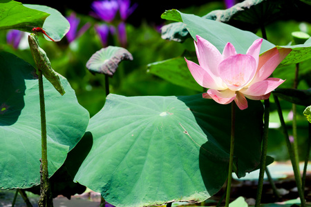 美丽的粉红色莲花睡莲池塘里图片