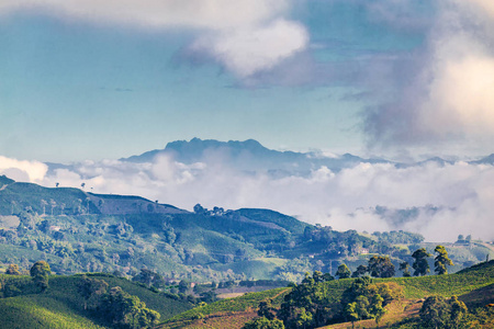 清晨的蓝光击中了在哥伦比亚咖啡三角马尼萨莱斯附近的咖啡种植园与 Nevado Volcanoe 在后台