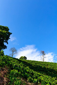 清晨, 在哥伦比亚马尼萨莱斯附近咖啡三角的咖啡种植园里, 一处满是咖啡树的山坡上, 一片绿树成荫的蓝天。
