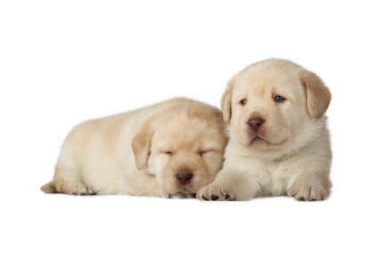 两个黄色的拉布拉多犬幼犬