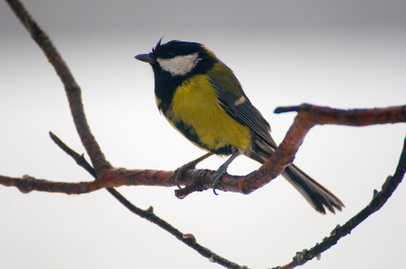 parus 主要山雀