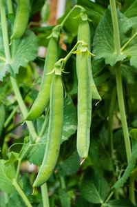 绿色豌豆荚豌豆植物