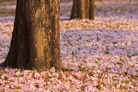 粉红色花朵 tabebuia 景天盛开