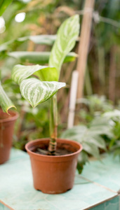 植物在植物园里的花盆里