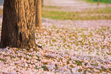 粉红色花朵 tabebuia 景天盛开