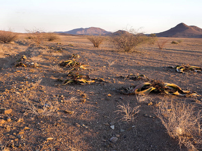 纳米比亚中部沙漠中的千岁兰