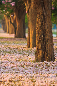 粉红色花朵 tabebuia 景天盛开