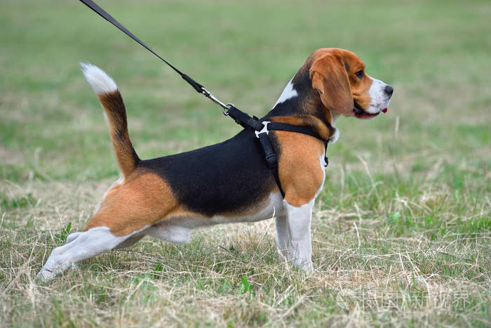 快乐的小猎犬在绿草上玩得开心