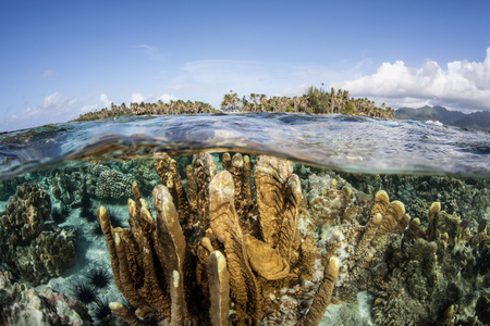 多样的珊瑚礁生长在 Raja Ampat 的浅滩