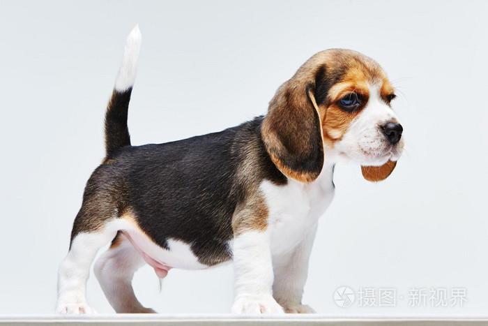 在白色背景上的小猎犬小狗