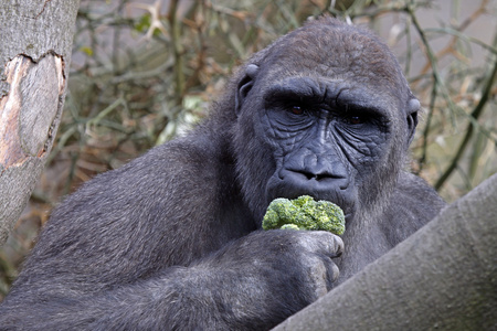大猩猩童吃