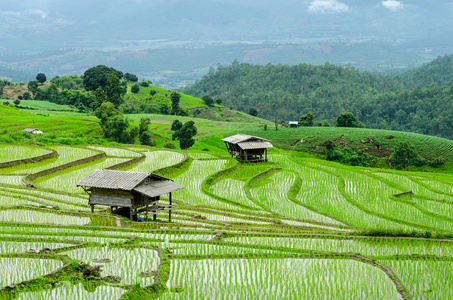 在湄果酱村庄 chaingmai 省 泰国的水稻梯田