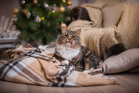 狸花猫戏剧 爪子 假日