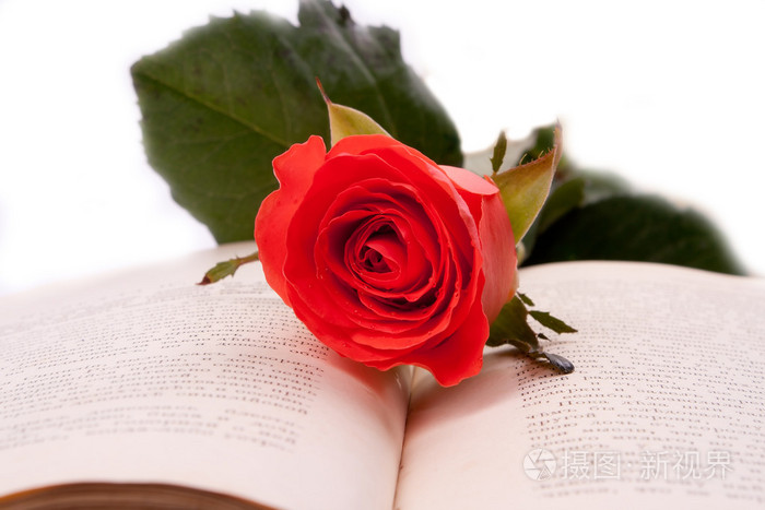 红玫瑰和一本打开的书