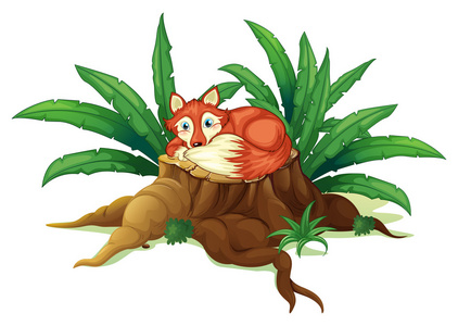 木头上面躺在一只红狐狸