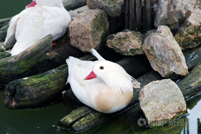白色鸳鸯