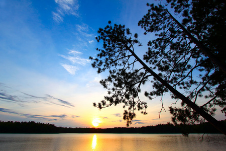 松树树夕阳剪影