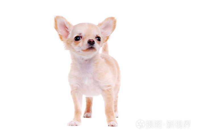 吉娃娃小狗