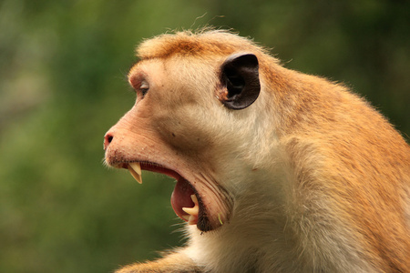转矩猕猴打哈欠，斯里兰卡丹布拉石窟寺的肖像
