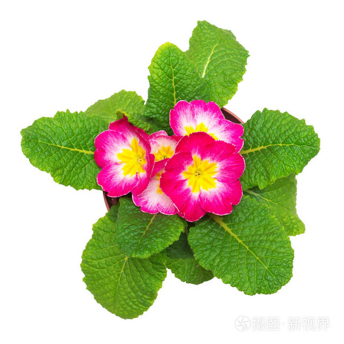 平躺,顶视图