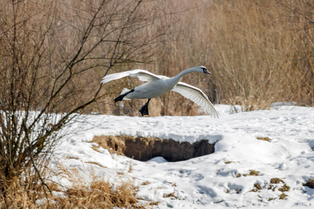 白天鹅对白雪覆盖的河流海岸起飞