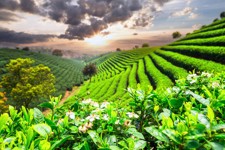 茶叶种植园