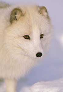 冬季北极狐狸