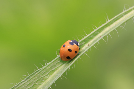 七星瓢虫图片