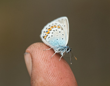 非常小蝴蝶