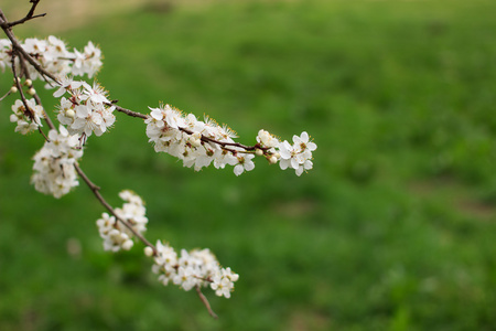 苹果在绿色背景上的花枝