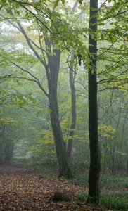 老鹅耳枥树的路径，在雾里