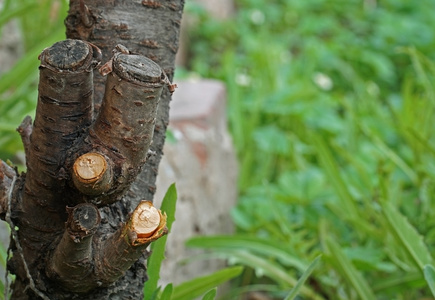 苹果树