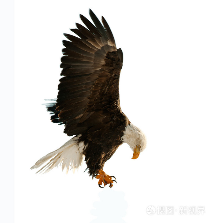 秃鹰白鹰